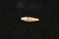 藏品(似謝氏煙管蝸牛)的圖片